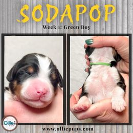 SodaPop - Tri-color male Bernedoodle puppy in Boiling Springs, South Carolina from OlliePups, LLC