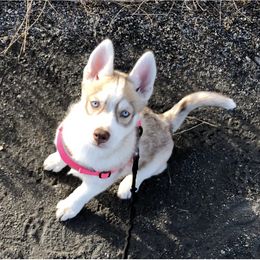 Siberian Husky Puppies from Mahavidya Siberians
