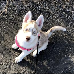 Siberian Husky Puppies from Mahavidya Siberians