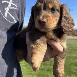 Boy 1 - Chocolate male Dachshund puppy in Benton City, Washington from DOXA Miniature Dachshunds