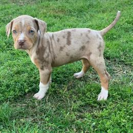 Female 3 - Red merle female Catahoula Leopard Dog puppy in Gadsden, Alabama from Rich Cat’s