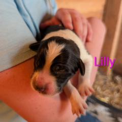Lilly - Badger female Colorado Mountain Dog puppy in Colorado Springs, Colorado from Sharp Guardians and Goldens