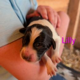 Lilly - Badger female Colorado Mountain Dog puppy in Colorado Springs, Colorado from Sharp Guardians and Goldens
