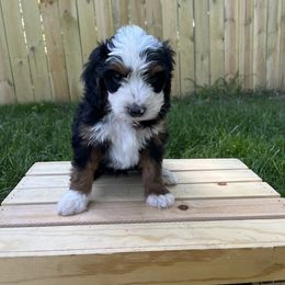 Louie (Blue) - Tri-color male Bernedoodle puppy in Casper, Wyoming from 307 Doodles