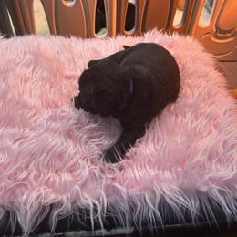 Ava - Black female Labrador Retriever puppy in Concord, New Hampshire from Laurie & Joe's Labs