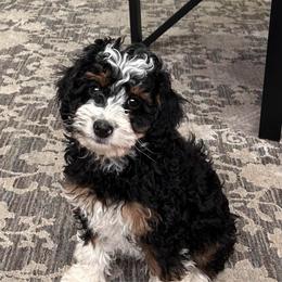 Jonah - male Australian Mountain Doodle puppy in Lincoln, Nebraska from GRand Doodles