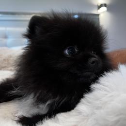 Pomeranian Puppies from Pomeranian