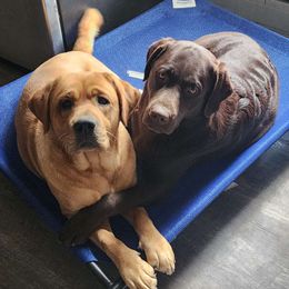 Cirelle - Labrador Retriever