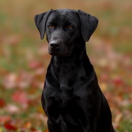Dolly - Black female Labrador Retriever puppy in Allons, Tennessee from UC Labradors LLC