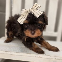Sina - Phantom female Bernedoodle puppy in Decatur, Tennessee from Diamond's Doodles