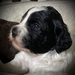 Australian Labradoodle Puppies from Cascade Canyon Labradoodles