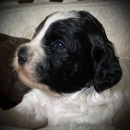 Australian Labradoodle Puppies from Cascade Canyon Labradoodles
