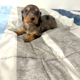 Mercury - Dapple female Dachshund puppy in Laveen, Arizona from Acosta Kennel