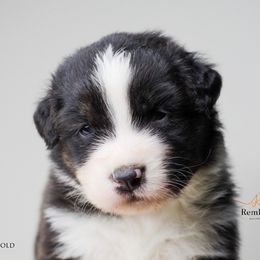 Australian Shepherd Puppies from RemEmber Australian Shepherds