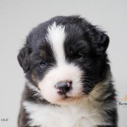 Australian Shepherd Puppies from RemEmber Australian Shepherds