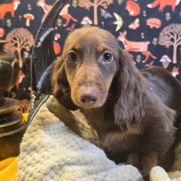 Levi Ackerman Corduroy - Chocolate and tan male Dachshund puppy in Willard, Utah from Simply Sharing Love