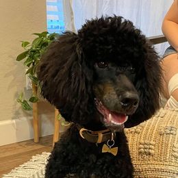 Scout - Poodle