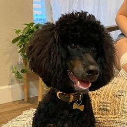 Scout - Poodle