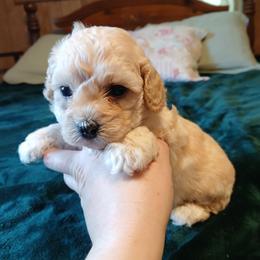 Copper - Fawn male Havapoo puppy in Blanch, North Carolina from Faithful Hearts Kennel