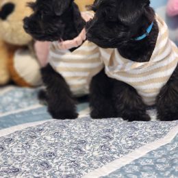 Miniature Schnauzer Puppies from C&E'S Schnauzers