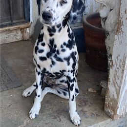 Darla - Dalmatian
