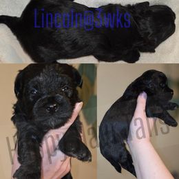 Lincoln - Black male Havanese puppy in Kansas City, Missouri from Happy Havi Tails