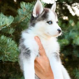 Pearl - Black and white female Pomsky puppy in Spring City, Pennsylvania from Pomsky Power Puppies