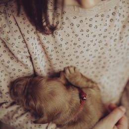 Goldendoodle Puppies from Abner Creek Doodles