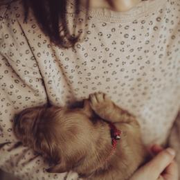 Goldendoodle Puppies from Abner Creek Doodles