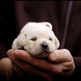 Labrador Retriever Puppies from ROCK CREEK LABRADORS