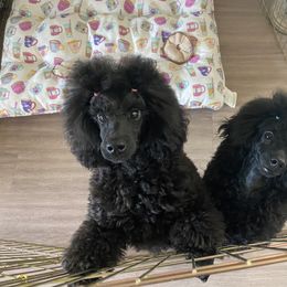 Poodle Puppies from Kalein Show Dogs