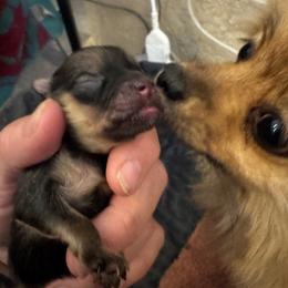 Sage - Orange sable male Pomeranian puppy in Las Vegas, Nevada from SuperNova  & Mystic Magic Pomeranians