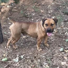 Daisy - Boerboel