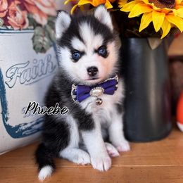 Phoebe - Black and white female Pomsky puppy in Venus, Pennsylvania from Hemlock Pines Pomsky