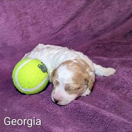 Georgia - Red and white female Cockapoo puppy in Sunset, Louisiana from Cano Cockapoos