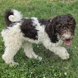Creme Brulee - Parti male Poodle puppy in Clayton, Washington from Short Legs & Curly Wags LLC