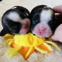 Girl 1 - Gold and white female Shih Tzu puppy in Paso Robles, California from Encanto Shih Tzus by Darlene Madrigal