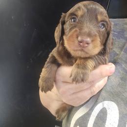 Mayhem - Chocolate and tan male Dachshund puppy in Bigfork, Minnesota from Long Ears and Long Dogs Ranch