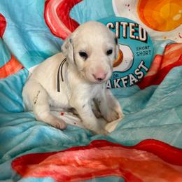 Grits- Gray(Long coat) - White and black male Dalmatian puppy in Claremore, Oklahoma from Lotsofdots Dalmatians