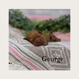 George - Apricot male Australian Labradoodle puppy in Gladstone, Oregon from Beaver State Labradoodles