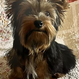 Bosco - Yorkshire Terrier