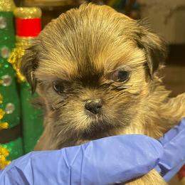 Milo Junior - Chocolate male Shih Tzu puppy in Ogden, Utah from With Love