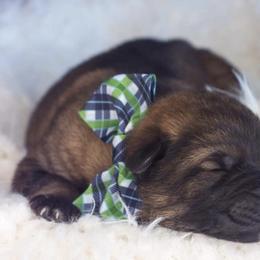 German Shepherd Puppies from Aydt's Shepherds and Training LLC