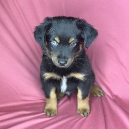 Jet - Black tri male Toy Australian Shepherd puppy in Milton Freewater, Oregon from Sparkling Cross Toy & Mini Aussies