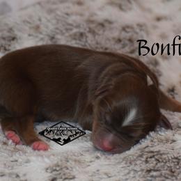 Bonfire - Red tri male Miniature Australian Shepherd puppy in Cody, Wyoming from Quartz Creek Aussies