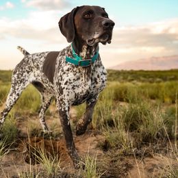 Tilly - German Shorthaired Pointer