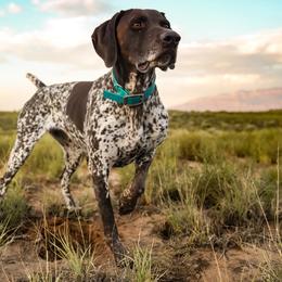 Tilly - German Shorthaired Pointer