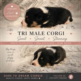 Butters - Black and tan male Pembroke Welsh Corgi puppy in Ridgeville, Indiana from Bonvillian Pups