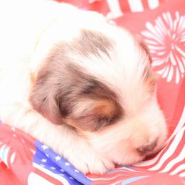 Bernedoodle puppies from SUNNY SIDE DOODLES