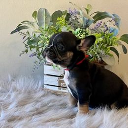 French Bulldog Puppies from Shining K Ranch